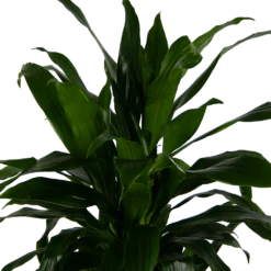 Dracaena Janet Craig - Vertrakt - Drakenbloedboom - P24 H110 - Kamerplant -FloraHome Verkoopwinkel dracaena janet craig vertrakt drakenbloedboom p24 h110 kamerplant 4
