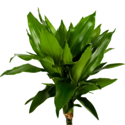 Dracaena Janet Lind - Op Stam - Drakenbloedboom - P21 H100 - Kamerplant 7 Dracaena Janet Lind - Op Stam - Drakenbloedboom - P21 H100 - Kamerplant -FloraHome Verkoopwinkel dracaena janet lind op stam drakenbloedboom p21 h100 5 1