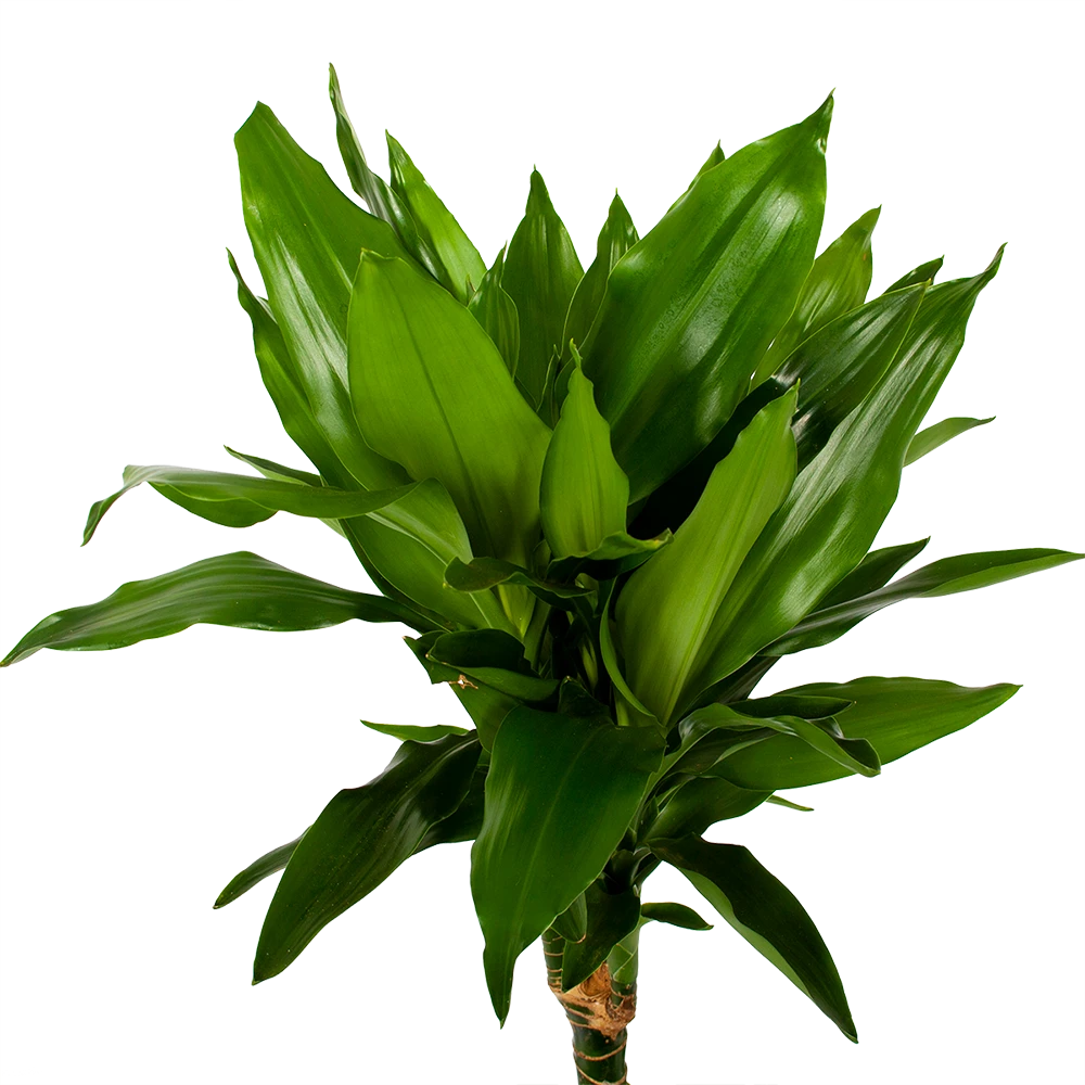 Dracaena Janet Lind - Op Stam - Drakenbloedboom - P21 H100 - Kamerplant 4 Dracaena Janet Lind - Op Stam - Drakenbloedboom - P21 H100 - Kamerplant - Afbeelding 2