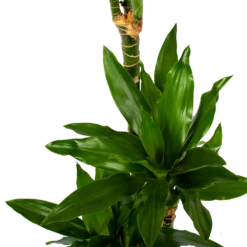 Dracaena Janet Lind - Op Stam - Drakenbloedboom - P21 H100 - Kamerplant 8 Dracaena Janet Lind - Op Stam - Drakenbloedboom - P21 H100 - Kamerplant -FloraHome Verkoopwinkel dracaena janet lind op stam drakenbloedboom p21 h100 6 1