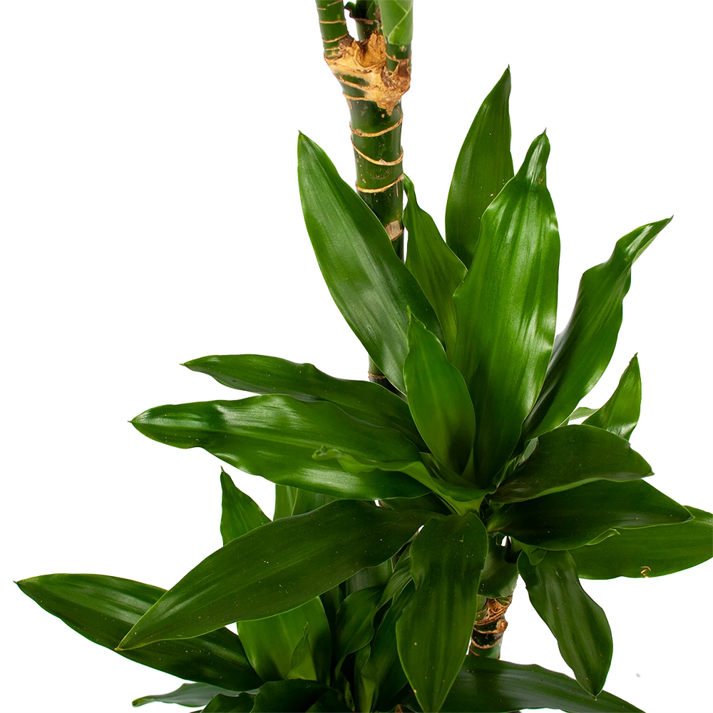 Dracaena Janet Lind - Op Stam - Drakenbloedboom - P21 H100 - Kamerplant 5 Dracaena Janet Lind - Op Stam - Drakenbloedboom - P21 H100 - Kamerplant - Afbeelding 3