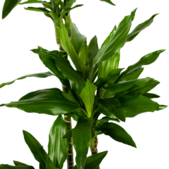 Dracaena Janet Lind - Op Stam - Drakenbloedboom - P27 H150 - Kamerplant -FloraHome Verkoopwinkel dracaena janet lind op stam drakenbloedboom p27 h150 5 1