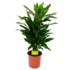 Dracaena Janet Lind - Vertakt - Drakenbloedboom - P21 H80 - Kamerplant -FloraHome Verkoopwinkel dracaena janet lind vertakt drakenbloedboom p21 h80 1