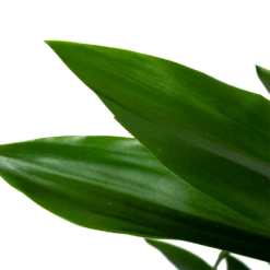 Dracaena Janet Lind - Vertakt - Drakenbloedboom - P21 H80 - Kamerplant -FloraHome Verkoopwinkel dracaena janet lind vertakt drakenbloedboom p21 h80 6