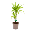 Dracaena Lemon Lime - Op Stam - Drakenbloedboom - P17 H65 - Kamerplant 2 Dracaena Lemon Lime - Op Stam - Drakenbloedboom - P17 H65 - Kamerplant -FloraHome Verkoopwinkel dracaena lemon lime drakenbloedboom p17 h65 4