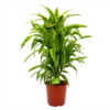 Dracaena Lemon Lime - Vertakt - Drakenbloedboom - P24 H110 - Kamerplant -FloraHome Verkoopwinkel dracaena lemon lime drakenbloedboom p24 h95 4