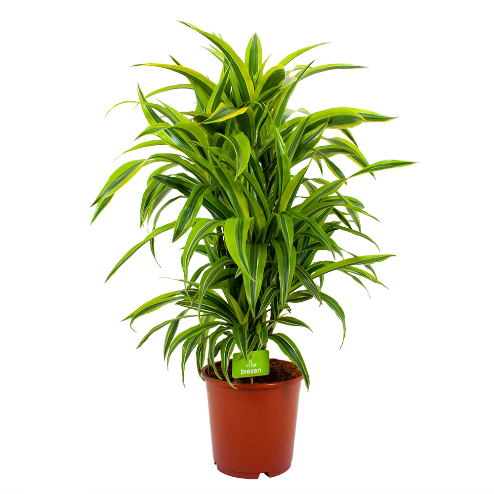 Dracaena Lemon Lime - Vertakt