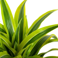 Dracaena Lemon Lime - Vertakt - Drakenbloedboom - P24 H110 - Kamerplant 6 Dracaena Lemon Lime - Vertakt - Drakenbloedboom - P24 H110 - Kamerplant -FloraHome Verkoopwinkel dracaena lemon lime drakenbloedboom p24 h95 5