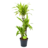 Dracaena Lemon Lime - Op Stam - Drakenbloedboom - P21 H100 - Kamerplant 2 Dracaena Lemon Lime - Op Stam - Drakenbloedboom - P21 H100 - Kamerplant -FloraHome Verkoopwinkel dracaena lemon lime op stam drakenbloedboom p21 h100 1 1