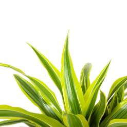 Dracaena Lemon Lime - Op Stam - Drakenbloedboom - P21 H100 - Kamerplant -FloraHome Verkoopwinkel dracaena lemon lime op stam drakenbloedboom p21 h100 6 1