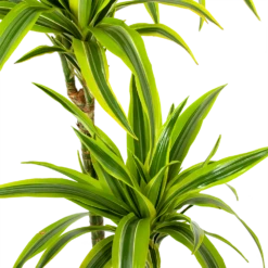 Dracaena Lemon Lime - Op Stam - Drakenbloedboom - P24 H150 - Kamerplant 6 Dracaena Lemon Lime - Op Stam - Drakenbloedboom - P24 H150 - Kamerplant -FloraHome Verkoopwinkel dracaena lemon lime op stam drakenbloedboom p24 h150 5