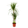 Dracaena Marginata Groen - Op Stam - Drakenbloedboom - P21 H125 - Kamerplant