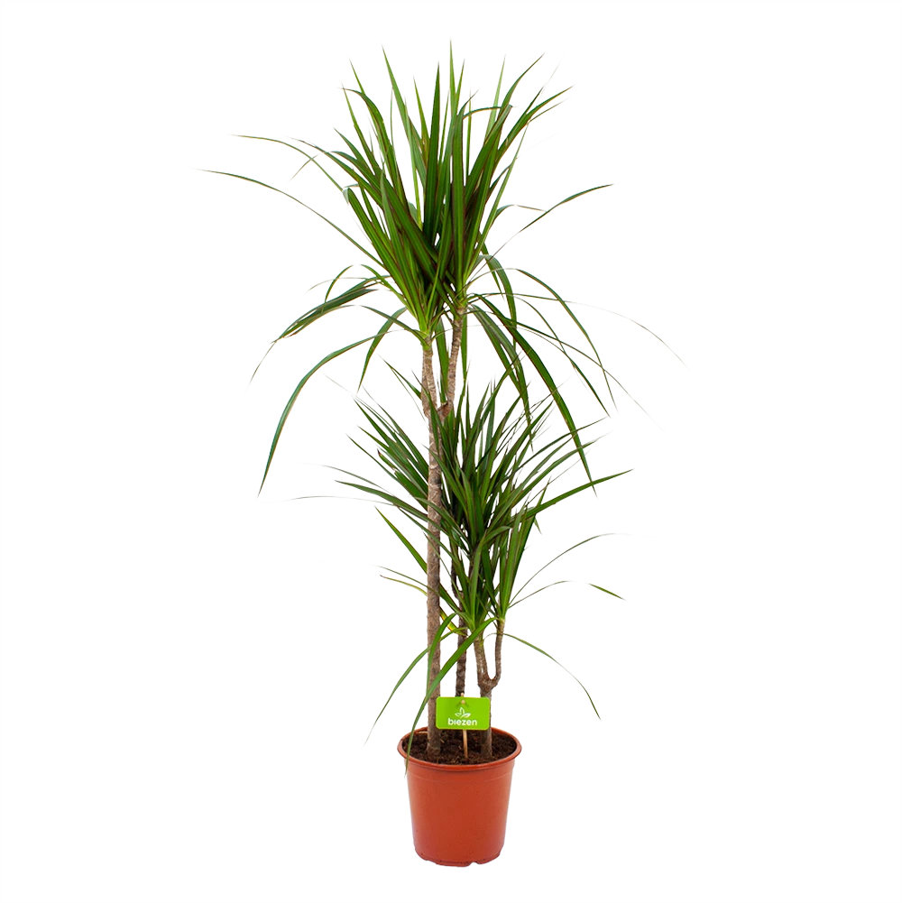 Dracaena Marginata Groen - Op Stam - Drakenbloedboom - P21 H125 - Kamerplant 3 Dracaena Marginata Groen - Op Stam - Drakenbloedboom - P21 H125 - Kamerplant