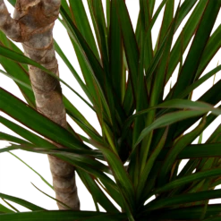 Dracaena Marginata Groen - Op Stam - Drakenbloedboom - P21 H125 - Kamerplant 5 Dracaena Marginata Groen - Op Stam - Drakenbloedboom - P21 H125 - Kamerplant -FloraHome Verkoopwinkel dracaena marginata groen drakenbloedboom p21 h125 5