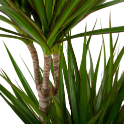 Dracaena Marginata Groen - Op Stam - Drakenbloedboom - P24 H120 - Kamerplant 6 Dracaena Marginata Groen - Op Stam - Drakenbloedboom - P24 H120 - Kamerplant -FloraHome Verkoopwinkel dracaena marginata groen drakenbloedboom p24 h100 5