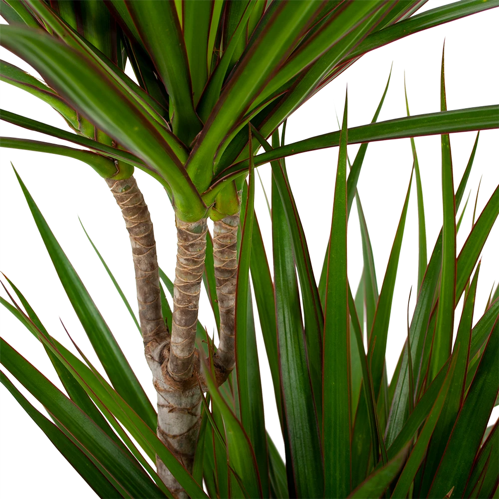 Dracaena Marginata Groen - Op Stam - Drakenbloedboom - P24 H120 - Kamerplant 4 Dracaena Marginata Groen - Op Stam - Drakenbloedboom - P24 H120 - Kamerplant - Afbeelding 2