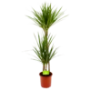 Dracaena Marginata Groen - Op Stam - Drakenbloedboom - P19 H120 - Kamerplant -FloraHome Verkoopwinkel dracaena marginata groen op stam drakenbloedboom p19 h120 4 2