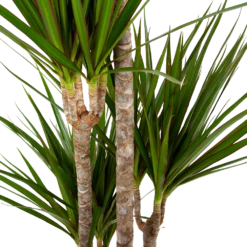 Dracaena Marginata Groen - Op Stam - Drakenbloedboom - P19 H120 - Kamerplant -FloraHome Verkoopwinkel dracaena marginata groen op stam drakenbloedboom p19 h120 5 2
