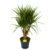 Dracaena Marginata Groen - Vertakt - Drakenbloedboom - P27 H120 - Kamerplant -FloraHome Verkoopwinkel dracaena marginata groen vertakt drakenbloedboom p27 h120 1 3