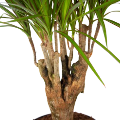 Dracaena Marginata Groen - Vertakt - Drakenbloedboom - P27 H120 - Kamerplant 7 Dracaena Marginata Groen - Vertakt - Drakenbloedboom - P27 H120 - Kamerplant -FloraHome Verkoopwinkel dracaena marginata groen vertakt drakenbloedboom p27 h120 5 3