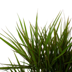 Dracaena Marginata Groen - Vertakt - Drakenbloedboom - P27 H120 - Kamerplant 8 Dracaena Marginata Groen - Vertakt - Drakenbloedboom - P27 H120 - Kamerplant -FloraHome Verkoopwinkel dracaena marginata groen vertakt drakenbloedboom p27 h120 6 3