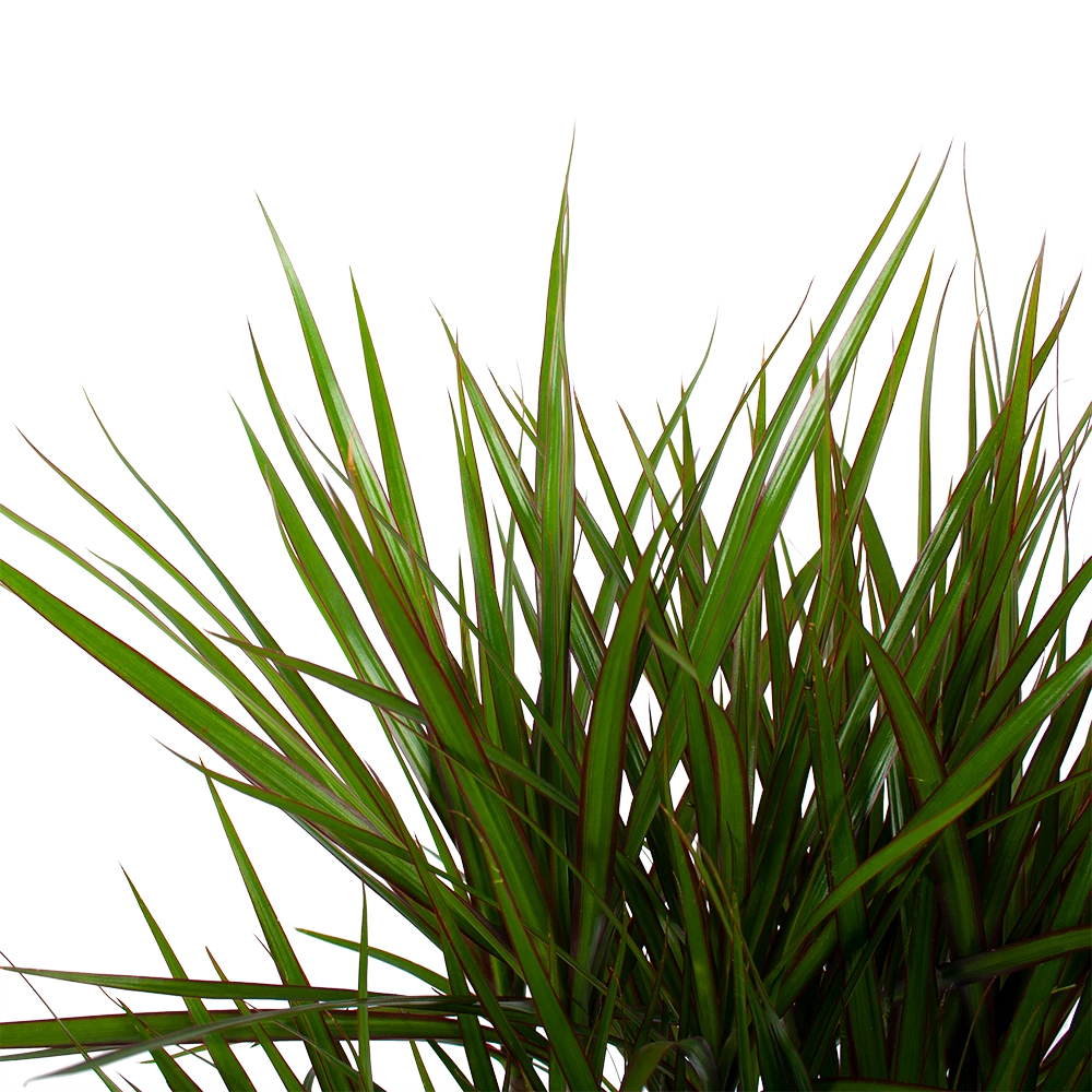 Dracaena Marginata Groen - Vertakt - Drakenbloedboom - P27 H120 - Kamerplant 5 Dracaena Marginata Groen - Vertakt - Drakenbloedboom - P27 H120 - Kamerplant - Afbeelding 3