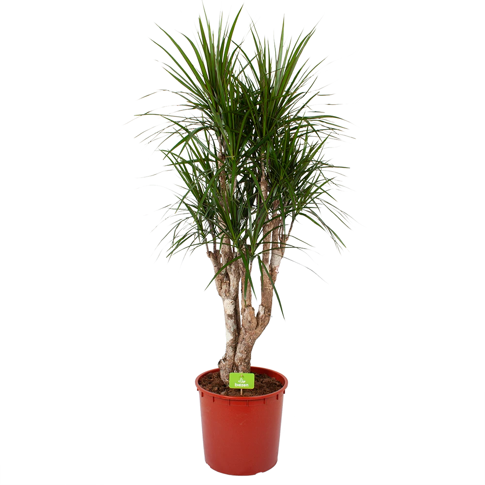 Dracaena Marginata Groen - Vertakt - Drakenbloedboom - P30 H140 - Kamerplant 3 Dracaena Marginata Groen - Vertakt - Drakenbloedboom - P30 H140 - Kamerplant