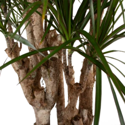 Dracaena Marginata Groen - Vertakt - Drakenbloedboom - P30 H140 - Kamerplant 7 Dracaena Marginata Groen - Vertakt - Drakenbloedboom - P30 H140 - Kamerplant -FloraHome Verkoopwinkel dracaena marginata groen vertakt drakenbloedboom p30 h140 5