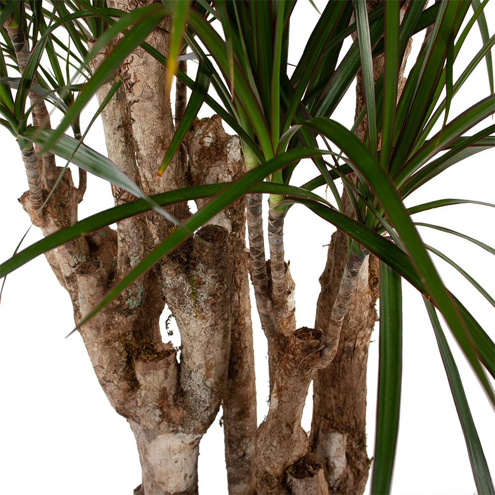 Dracaena Marginata Groen - Vertakt - Drakenbloedboom - P30 H140 - Kamerplant 4 Dracaena Marginata Groen - Vertakt - Drakenbloedboom - P30 H140 - Kamerplant - Afbeelding 2