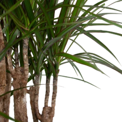 Dracaena Marginata Groen - Vertakt - Drakenbloedboom - P30 H140 - Kamerplant 8 Dracaena Marginata Groen - Vertakt - Drakenbloedboom - P30 H140 - Kamerplant -FloraHome Verkoopwinkel dracaena marginata groen vertakt drakenbloedboom p30 h140 6