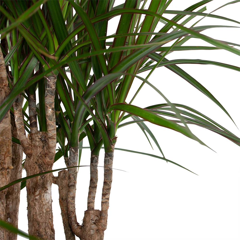 Dracaena Marginata Groen - Vertakt - Drakenbloedboom - P30 H140 - Kamerplant 5 Dracaena Marginata Groen - Vertakt - Drakenbloedboom - P30 H140 - Kamerplant - Afbeelding 3
