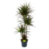Dracaena Marginata Magenta - Op Stam - Drakenbloedboom - P27 H150 - Kamerplant -FloraHome Verkoopwinkel dracaena marginata magenta op stam drakenbloedboom p27 h150 1
