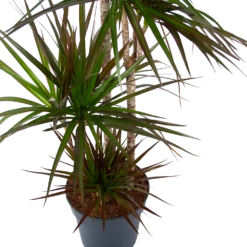 Dracaena Marginata Magenta - Op Stam - Drakenbloedboom - P27 H150 - Kamerplant 7 Dracaena Marginata Magenta - Op Stam - Drakenbloedboom - P27 H150 - Kamerplant -FloraHome Verkoopwinkel dracaena marginata magenta op stam drakenbloedboom p27 h150 5