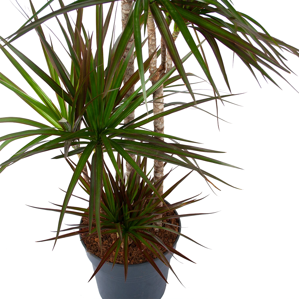 Dracaena Marginata Magenta - Op Stam - Drakenbloedboom - P27 H150 - Kamerplant 4 Dracaena Marginata Magenta - Op Stam - Drakenbloedboom - P27 H150 - Kamerplant - Afbeelding 2