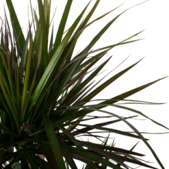 Dracaena Marginata Magenta - Op Stam - Drakenbloedboom - P27 H150 - Kamerplant 8 Dracaena Marginata Magenta - Op Stam - Drakenbloedboom - P27 H150 - Kamerplant -FloraHome Verkoopwinkel dracaena marginata magenta op stam drakenbloedboom p27 h150 6