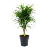 Dracaena Reflexa Anita - Enkele Stam - Drakenbloedboom-p24 H110 - Kamerplant -FloraHome Verkoopwinkel dracaena reflexa anita drakenbloedboom p24 h110 4