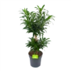 Dracaena Reflexa - Vertakt - Drakenbloedboom - P24 H90 - Kamerplant -FloraHome Verkoopwinkel dracaena reflexa vertakt drakenbloedboom p24 h90 1 3