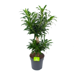 Dracaena Reflexa - Vertakt - Drakenbloedboom - P24 H90 - Kamerplant