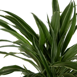 Dracaena Warneckei - Vertakt - Drakenbloedboom - P24 H110 - Kamerplant -FloraHome Verkoopwinkel dracaena warneckei vertakt drakenbloedboom p24 h110 kamerplant 4