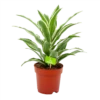 Dracaena White Jewel - Drakenbloedboom - P17 H45 - Kamerplant 2 Dracaena White Jewel - Drakenbloedboom - P17 H45 - Kamerplant -FloraHome Verkoopwinkel dracaena white jewel drakenbloedboom p17 h45 4