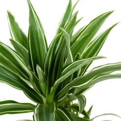 Dracaena White Stripe - Op Stam - Drakenbloedboom - P17 H65 - Kamerplant 6 Dracaena White Stripe - Op Stam - Drakenbloedboom - P17 H65 - Kamerplant -FloraHome Verkoopwinkel dracaena white stripe drakenbloedboom p17 h55 5