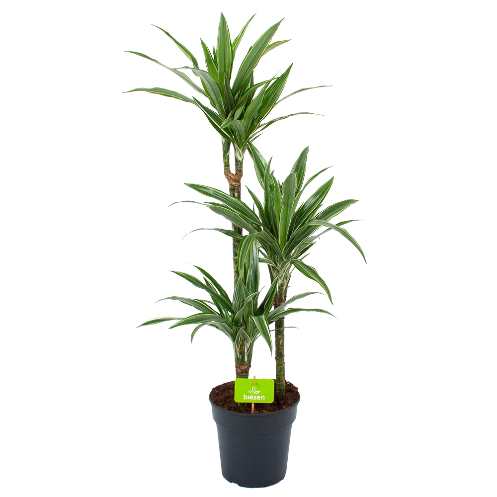 Dracaena White Stripe - Op Stam - Drakenbloedboom - P21 H100 - Kamerplant 2 Dracaena White Stripe - Op Stam - Drakenbloedboom - P21 H100 - Kamerplant