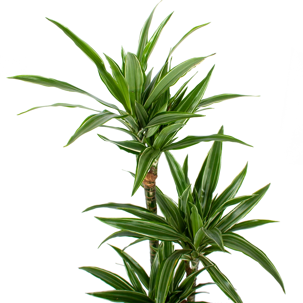 Dracaena White Stripe - Op Stam - Drakenbloedboom - P21 H100 - Kamerplant 3 Dracaena White Stripe - Op Stam - Drakenbloedboom - P21 H100 - Kamerplant - Afbeelding 2