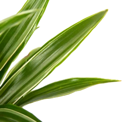 Dracaena White Stripe - Op Stam - Drakenbloedboom - P21 H100 - Kamerplant 7 Dracaena White Stripe - Op Stam - Drakenbloedboom - P21 H100 - Kamerplant -FloraHome Verkoopwinkel dracaena white stripe op stam drakenbloedboom p21 h100 6 1