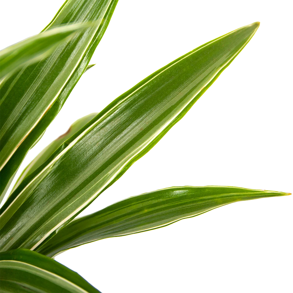 Dracaena White Stripe - Op Stam - Drakenbloedboom - P21 H100 - Kamerplant 4 Dracaena White Stripe - Op Stam - Drakenbloedboom - P21 H100 - Kamerplant - Afbeelding 3
