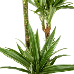 Dracaena White Stripe - Op Stam - Drakenbloedboom - P24 H150 - Kamerplant -FloraHome Verkoopwinkel dracaena white stripe op stam drakenbloedboom p24 h150 5 1