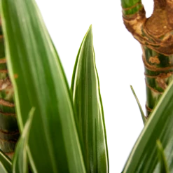 Dracaena White Stripe - Op Stam - Drakenbloedboom - P24 H150 - Kamerplant -FloraHome Verkoopwinkel dracaena white stripe op stam drakenbloedboom p24 h150 6 1