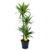 Dracaena White Stripe - Op Stam - Drakenbloedboom - P27 H150 - Kamerplant 2 Dracaena White Stripe - Op Stam - Drakenbloedboom - P27 H150 - Kamerplant -FloraHome Verkoopwinkel dracaena white stripe op stam drakenbloedboom p27 h150 1 2