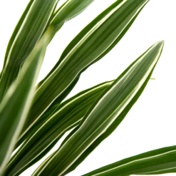 Dracaena White Stripe - Op Stam - Drakenbloedboom - P27 H150 - Kamerplant 6 Dracaena White Stripe - Op Stam - Drakenbloedboom - P27 H150 - Kamerplant -FloraHome Verkoopwinkel dracaena white stripe op stam drakenbloedboom p27 h150 6 2