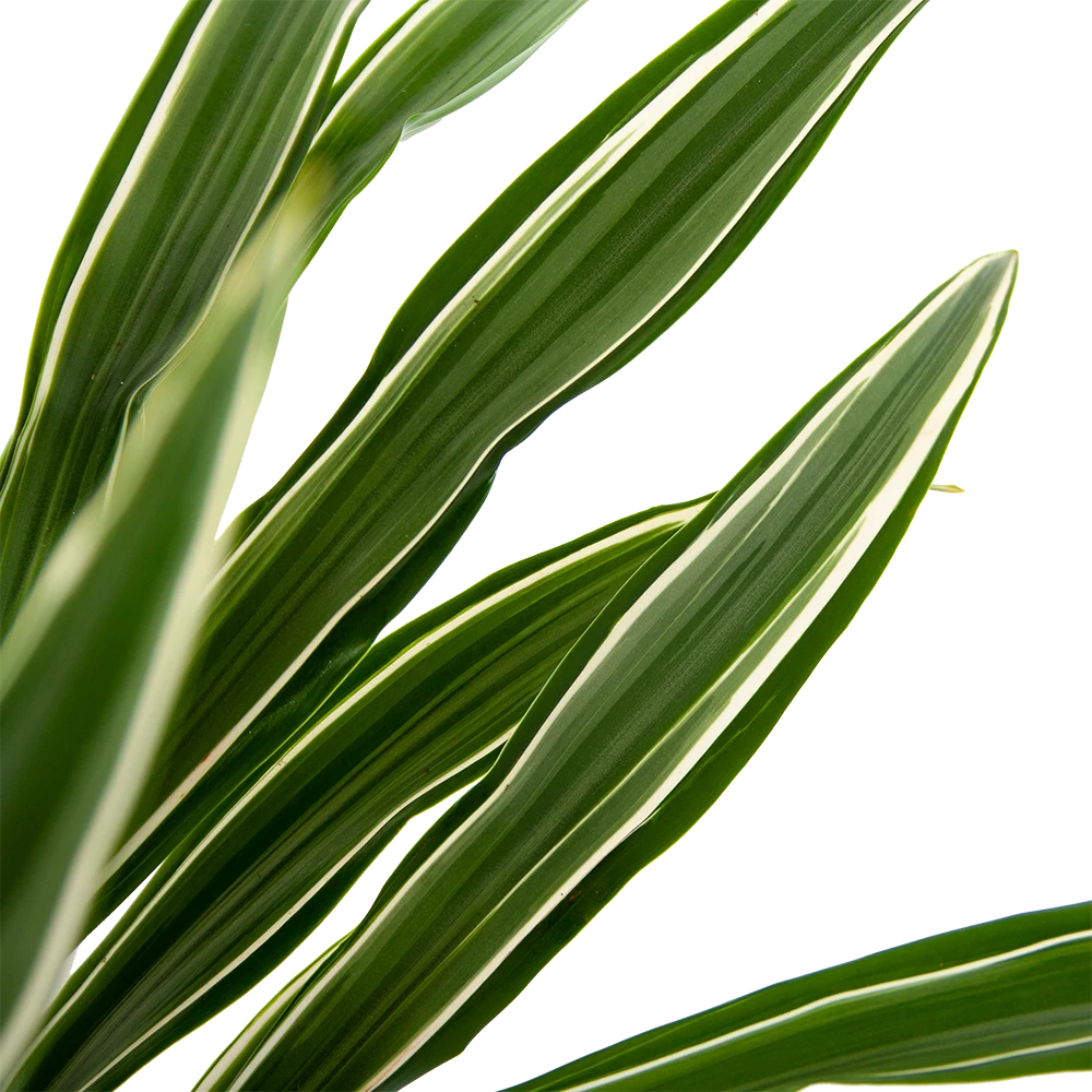 Dracaena White Stripe - Op Stam - Drakenbloedboom - P27 H150 - Kamerplant 4 Dracaena White Stripe - Op Stam - Drakenbloedboom - P27 H150 - Kamerplant - Afbeelding 2